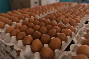 Експорт агропродукції України зріс на 11%: підсумки півріччя