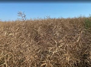 Ріпак до ЄС: логістика заброньована до листопада