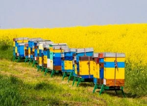Чому різко впав медозбір на Закарпатті