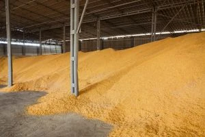 Експорт кукурудзи: логістичні виклики нового врожаю