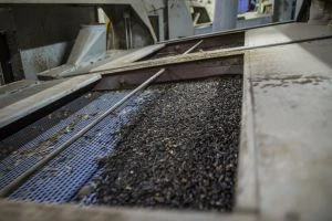 Соняшник з України: Болгарія посилює контроль