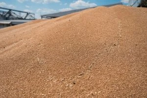 Українська пшениця: нова квота ЄС для експорту